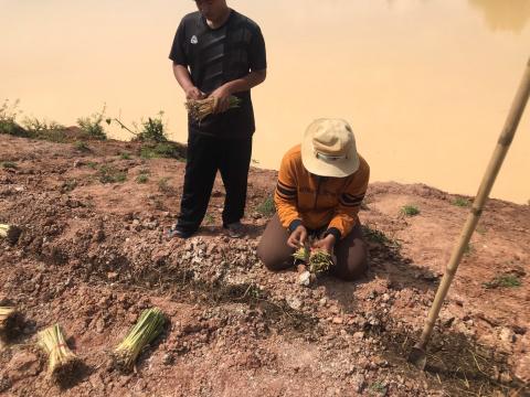 โครงการปลูกหญ้าแฝกพระเกียรติ ประจำปีงบประมาณ 2567